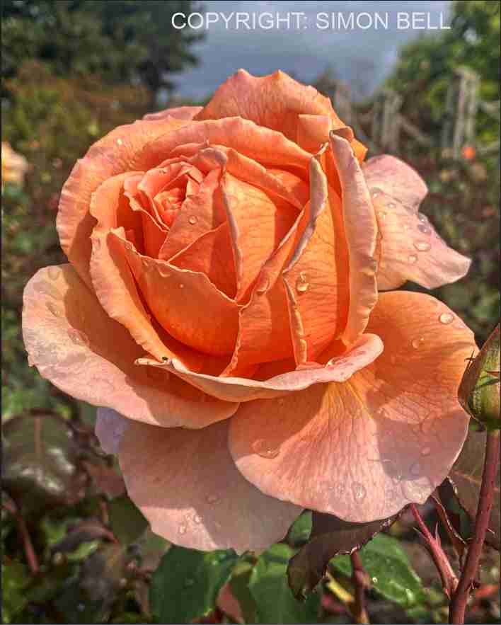 Queen Mary's Rose Garden - Regents Park, London - Frame 'n' Copy