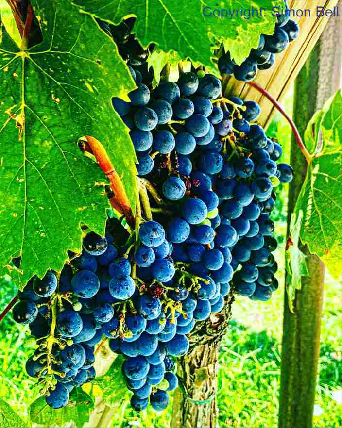 Wine Grapes - Tuscany, Italy - Frame 'n' Copy